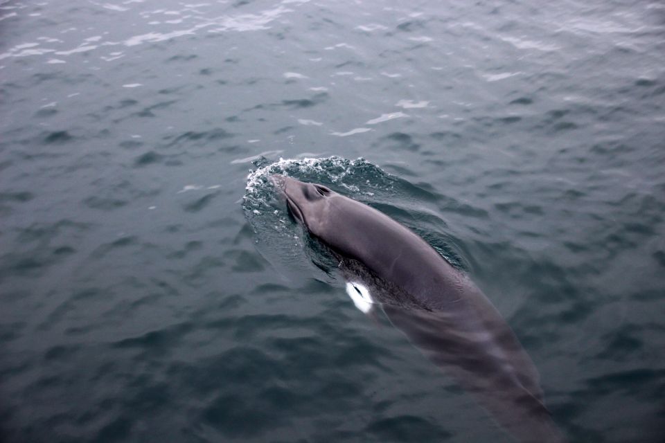 Reykjavik: Whale Watching Tour by RIB Boat - Frequently Asked Questions