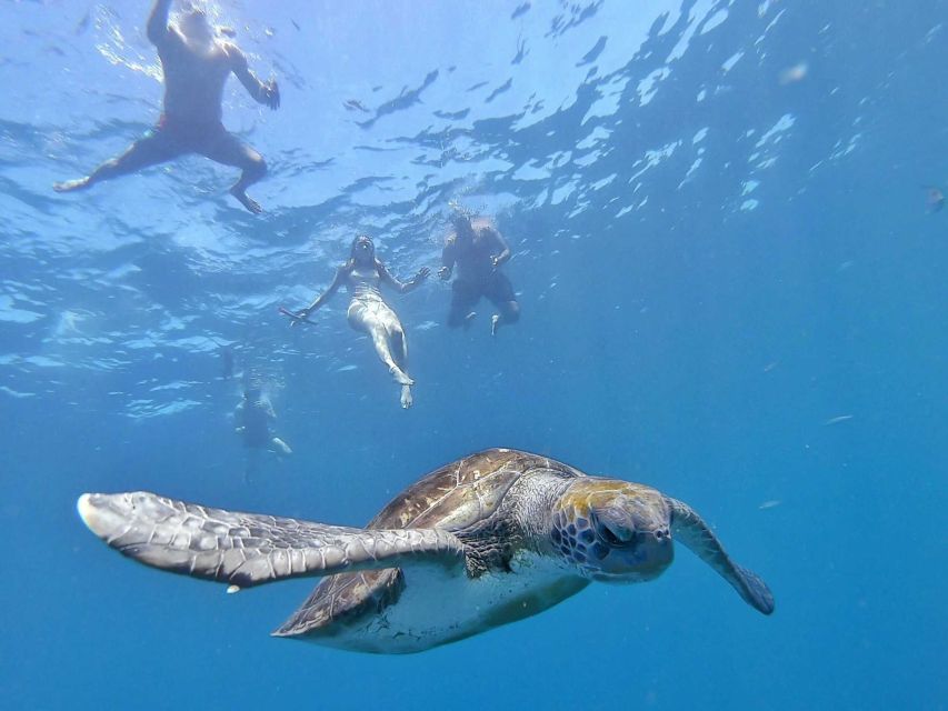 Tenerife: Kayak Safari and Sea Turtle Snorkeling - Things To Known