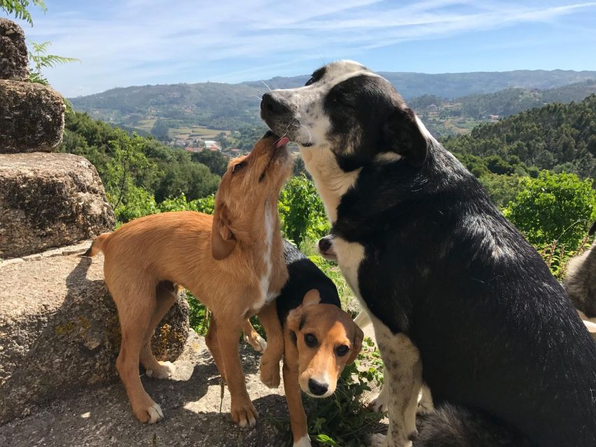 Traditional Cooking Class and Farm Tour in the Douro Valley - Recap