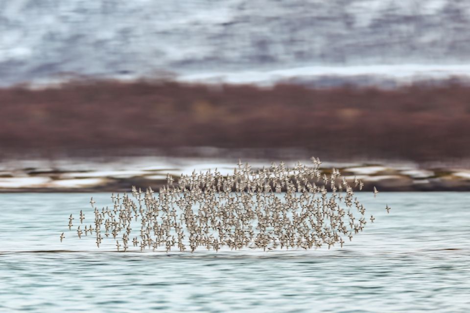 Tromsø: Fjord & History Cruise - Frequently Asked Questions