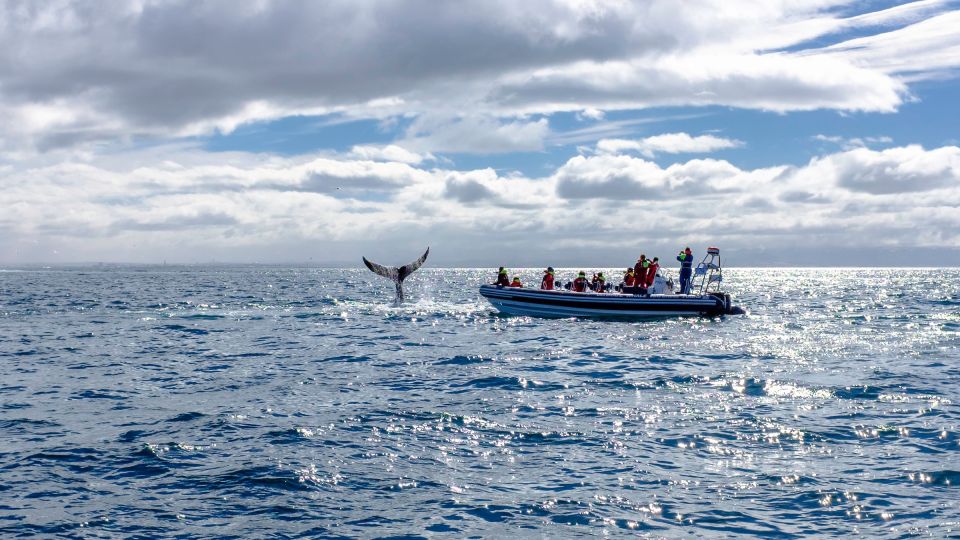 Whale Watching in Reykjavik by Speedboat - Frequently Asked Questions