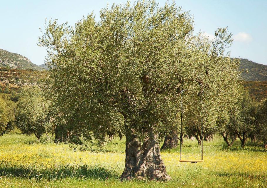 Wine & Olive Oil Tasting in an Organic Farm Laconia, Greece - Frequently Asked Questions