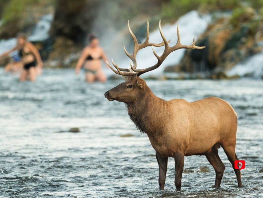 Yellowstone & Grand Teton: Self-Guided Audio Driving Tours - Frequently Asked Questions