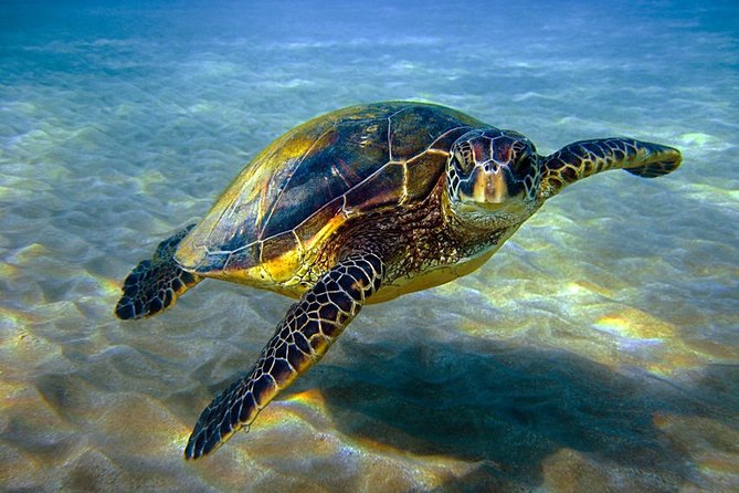 Abu Dabbab Over Day - Snorkel With Turtles & Dugong From Hurghada - Hurghada - Key Points