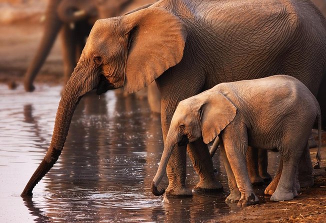 Addo Elephant 5 Hour Morning Safari. - Key Points