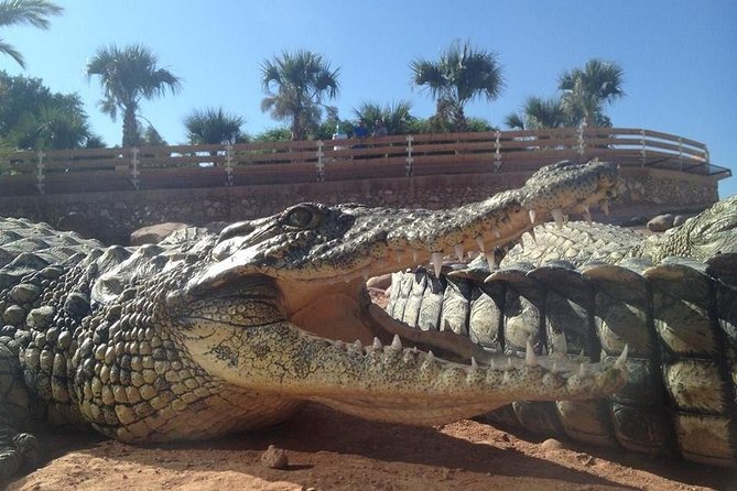 Agadir Crocoparc With Transfer & Admission Ticket - Key Points