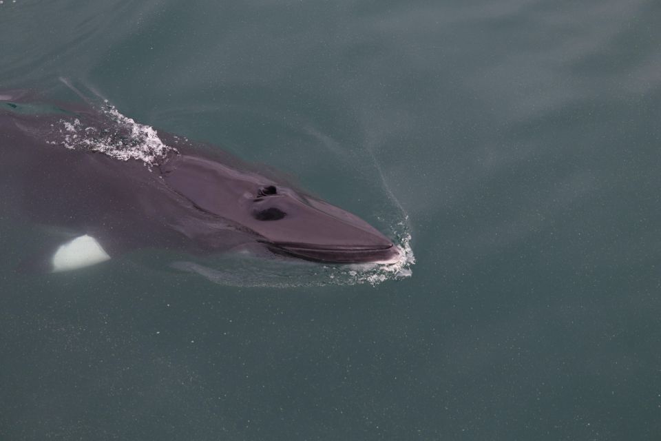 Akureyri: Guided Whale Watching Tour From the City Center - Key Points