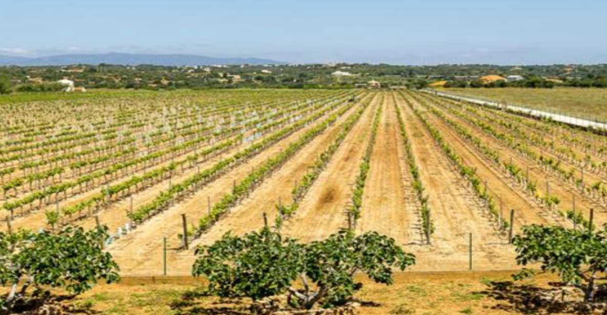 Algarves Classic Wine Tasting - Key Points