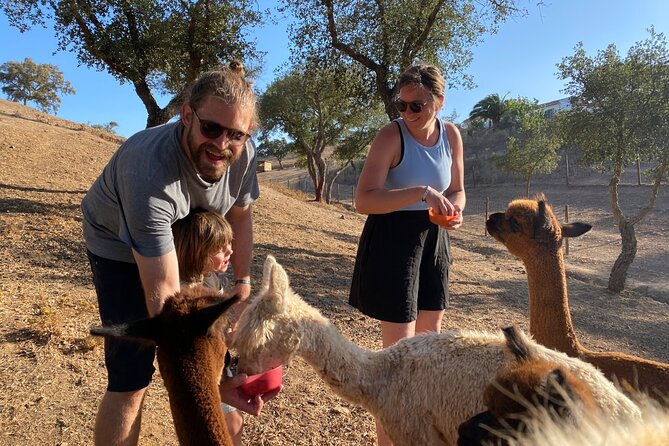 Alpaca Meet and Feed in Grândola - Overview of the Activity