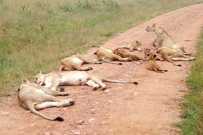 Amboseli National Park Day Tour From Nairobi - Key Points