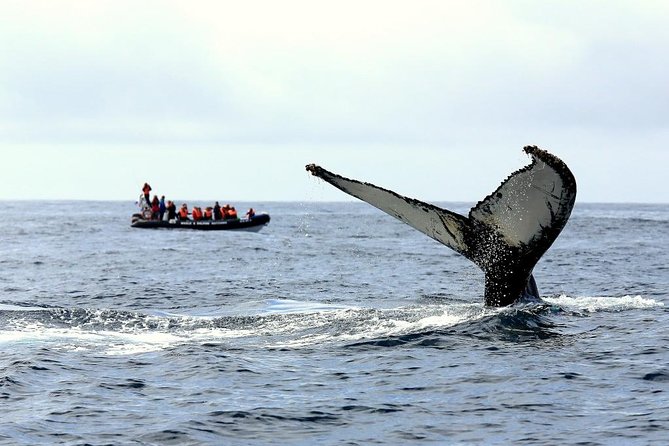 Among Whales Dolphins and Volcanoes Full Day Tour With Lunch - Key Points