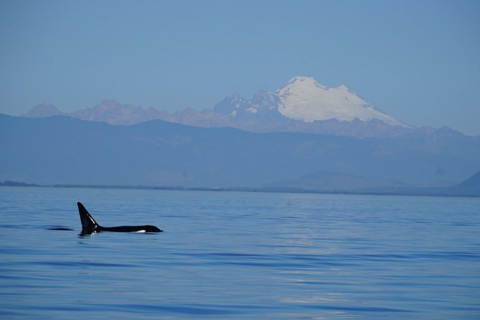 Anacortes: Orca Whales Guaranteed Boat Tour Near Seattle - Key Points