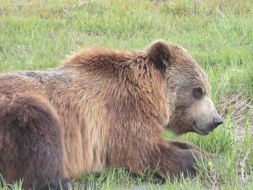 Anchorage: Glacier and Wildlife Explorer Cruise - Key Points