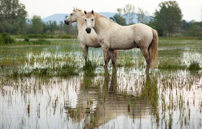 Arles and Camargue Small-Group Half-Day Tour From Avignon - Key Points