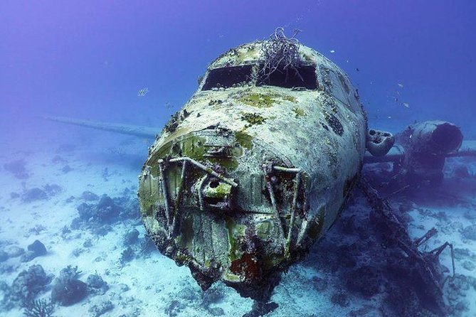 Aruba 1-Tank Guided Dive for Certified Divers With Rental Equipment - Included in the Package