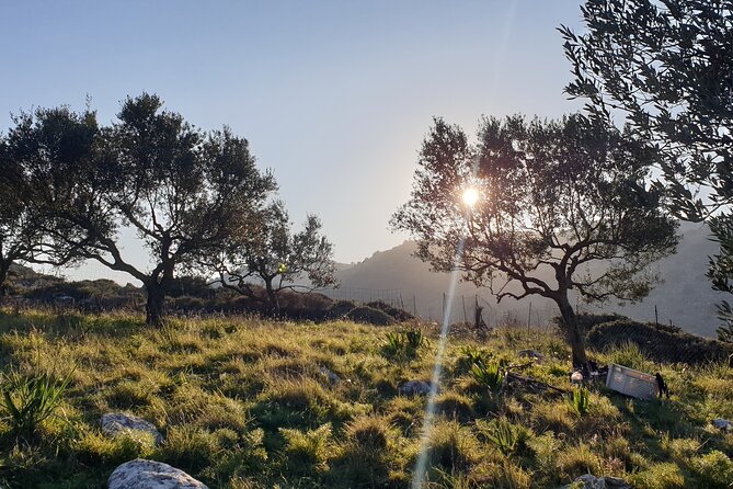 Authentic Olive Oil and Cultural Experience in Crete - Key Points