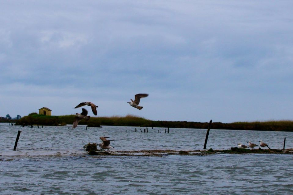 Aveiro: Typical Boat Tour With Tasting - 90 Min - Key Points