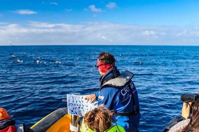 Azores Marine Birdwatching Expedition - Overview of the Expedition