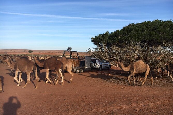 Balloon Flight With Berber Breakfast and Camel Ride Experience - Key Points