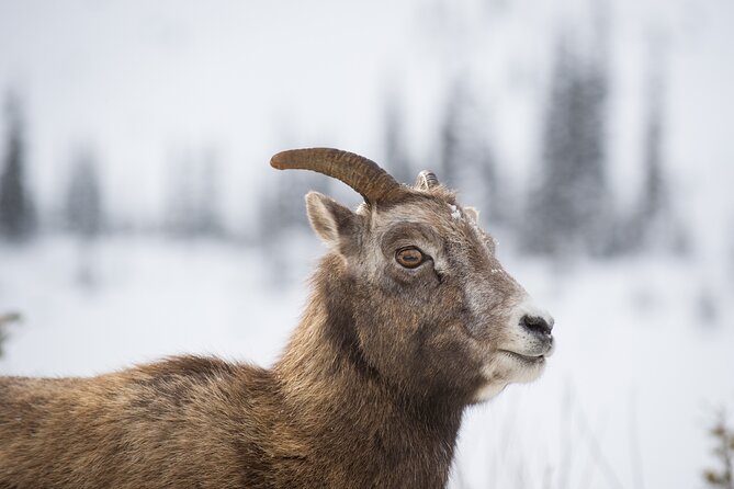 Banff: Banff National Park - Nature Walk 2hrs - Key Points