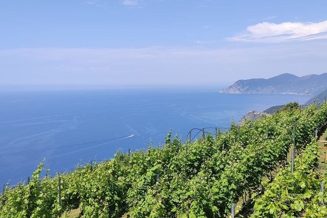 BarCa Winery Cinqueterre Trekking & Wine Tasting & Pesto Class - Key Points