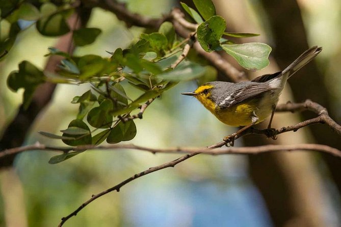 Bird Watching Tour in St Lucia - Tour Overview