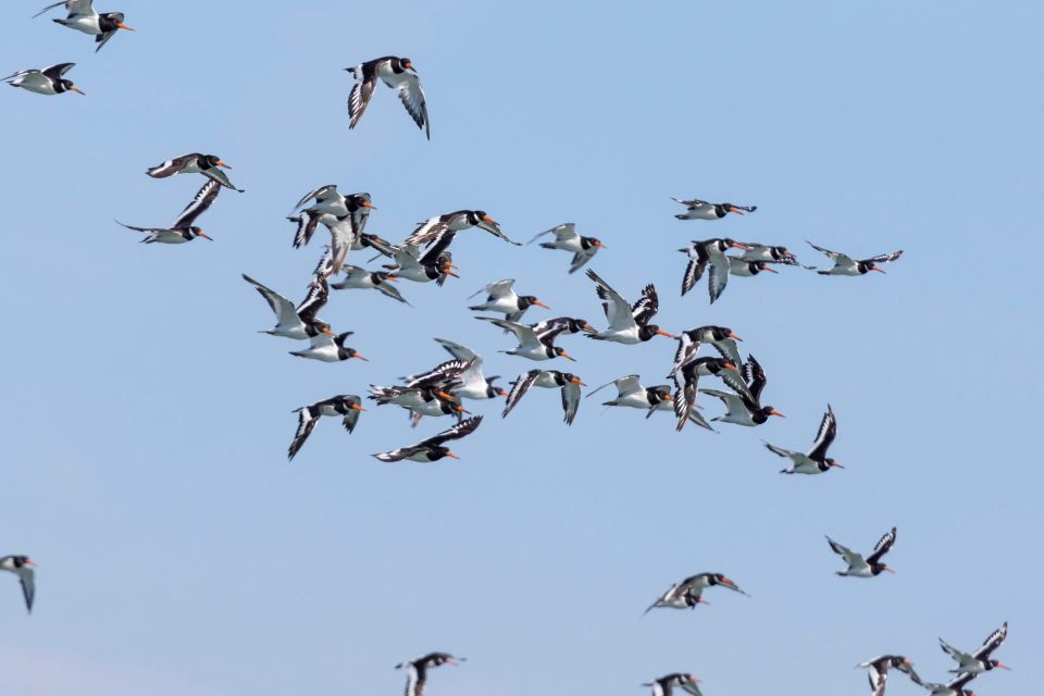 Birdwatching Boat Tour in the Tagus Estuary - Key Points