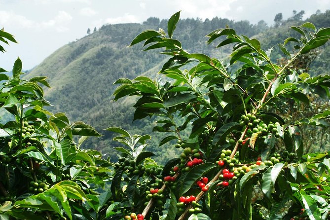 Blue Mountain Coffee Tour From Runaway Bay - Key Points