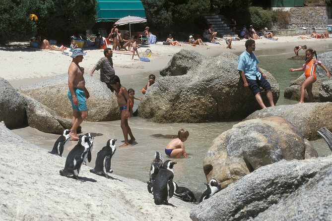 Boulders Beach Cape Town: Swimming With Penguin & Close Encounter Half Day Tour Tour Overview