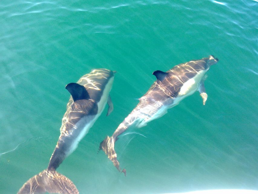 Cabanas De Tavira: Dolphin Watching Boat Tour - Key Points