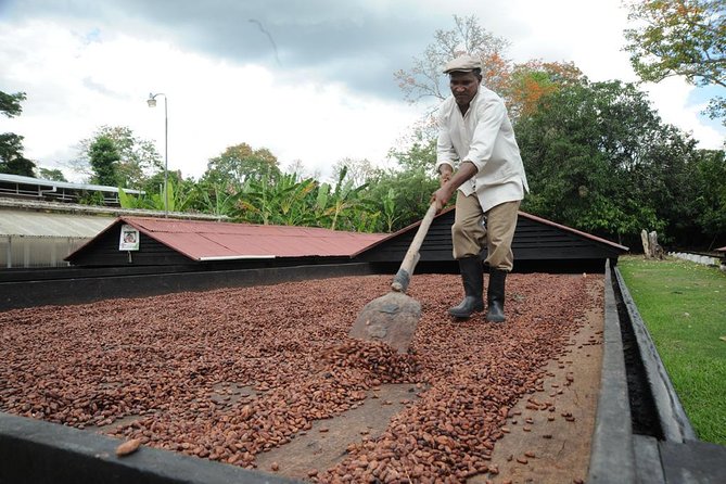 Cacao Plantation and Chocolate Factory Tour- Chocolate Lovers - Key Points