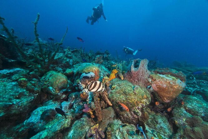 Cades Reef Snorkel Cruise From St. Johns Antigua - Key Points