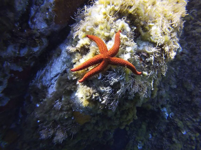 Calvi: Introduction to Diving Dive With an Instructor - Key Points