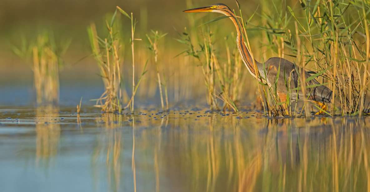 Camargue: Discovery of Nature at the Vigueirat Marshes - Key Points