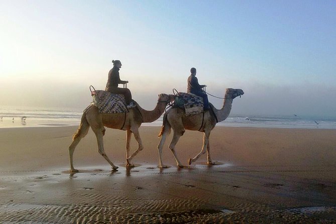 Camel Ride on the Beach of Essaouira - Highlights of the Camel Ride