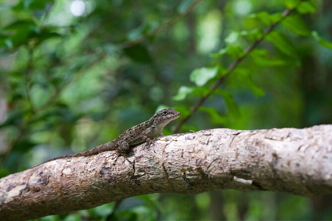 Camuy Caves Experience Tour With Transportation - Inclusions and Exclusions