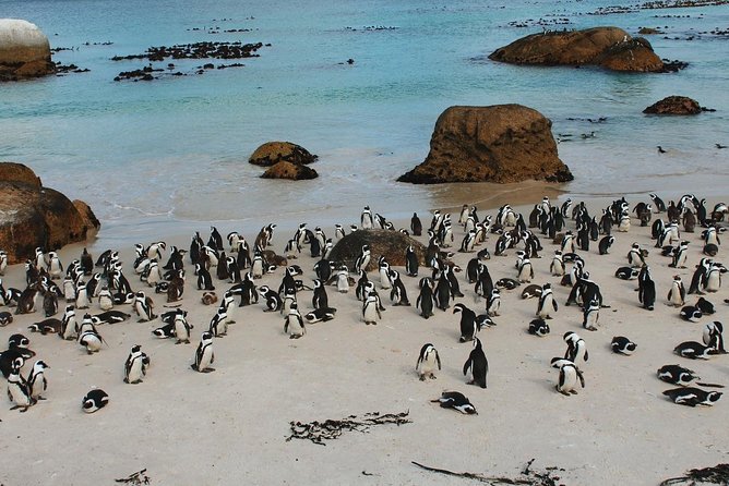 Cape of Good Hope and Penguins Full Day Small Group Tour From Cape Town - Included in the Tour