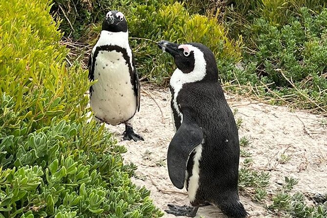 Cape of Good Hope, Penguins and Sightseeing Tour Small Group - Inclusions and Exclusions