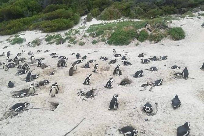 Cape of Goodhope Tour a Full Day Exploring the Cape Peninsula - Scenic Chapmans Peak Drive