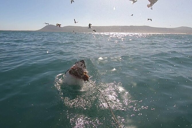 Cape Shark Diving Adventures - Key Points