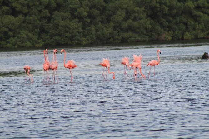 Caroni Bird Sanctuary Tour - Tour Overview