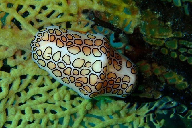 Champagne Reef Snorkeling Tour at Champagne Beach in Dominica - Tour Overview