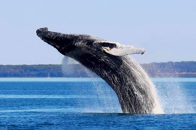 Charlevoix, Canyon St-Anne and Whale Watching 2 Days Tour - Key Points