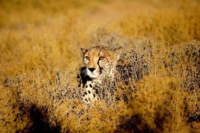 Cheetah Outreach and Award-Winning Winelands Full Day Tour - Cheetah Outreach Experience