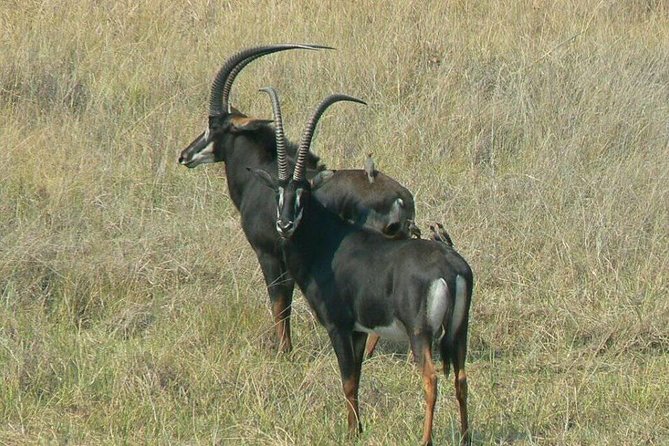 Chobe Day Trip -Botswana - Tour Overview