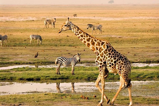 Chobe National Park Full Day Safari (Botswana) - Key Points