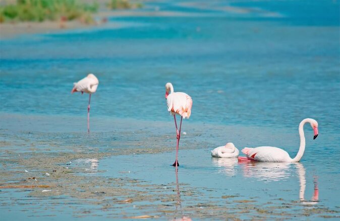 Combo: Cagliari Old Town and the Oasis of Flamingos - Key Points