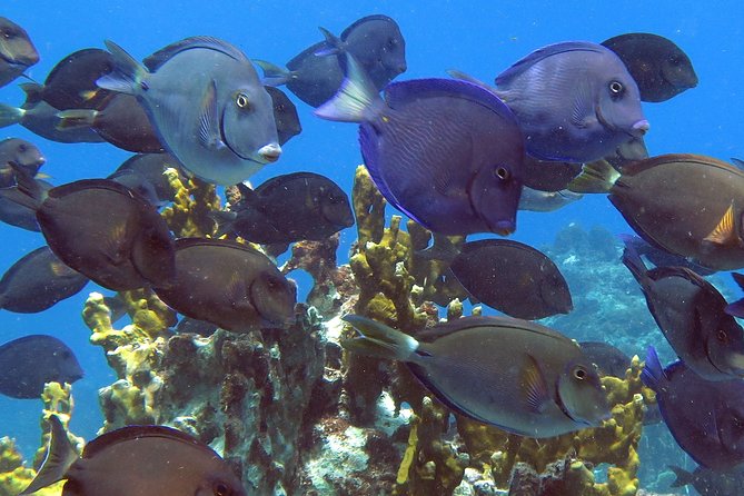 Coral Reef and Turtle Discovery Kayak and Snorkel Tour - Overview of the Tour