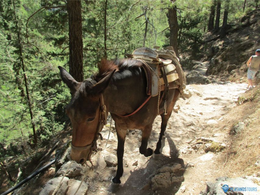 Crete: Private Guided Trek to Samaria Gorge With Transfer - Key Points