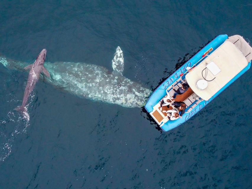 Dana Point Fast & Fun Zodiac-Style Dolphin & Whale Watching - Key Points